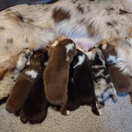 Australian Shepherd Puppies from Ramos Standards