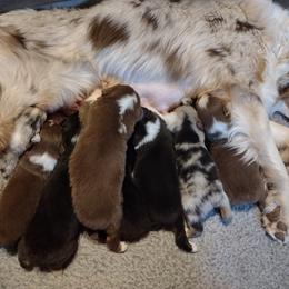 Australian Shepherd Puppies from Ramos Standards