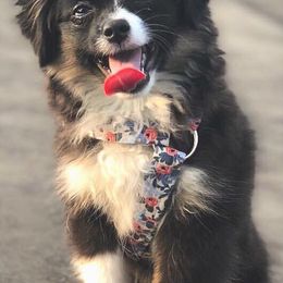 Toy Australian Shepherds from Misty's Toy Aussies