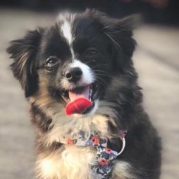 Toy Australian Shepherds from Misty's Toy Aussies