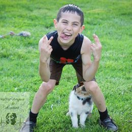 Australian Shepherd Puppies from Westrip Angus & Aussies