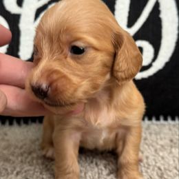 Navy - Red male Dachshund puppy in Allenhurst, Georgia from B’s Dapper Dachshunds