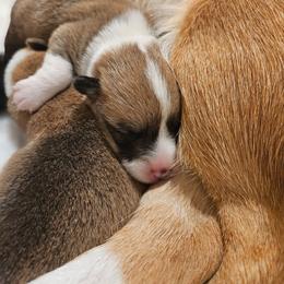 Lily - Red female Pembroke Welsh Corgi puppy in Corvallis, Montana from Montana Corgi Corral