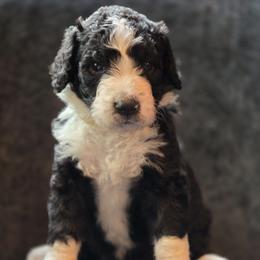 Australian Mountain Doodle Puppies from Tulsa Australian Moutain Doodles