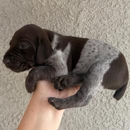 White girl - Liver and white female German Shorthaired Pointer puppy in Roseville, California from Valley Pointers