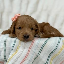May (Peach collar) - Apricot female Goldendoodle puppy in Salem, Utah from Aspen Doodles