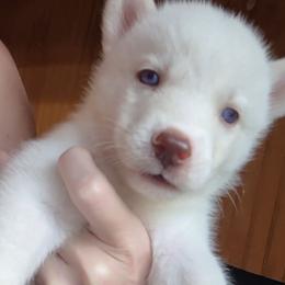 Girl 6 - White female Siberian Husky puppy in Madison, Georgia from Thornbury Kennel
