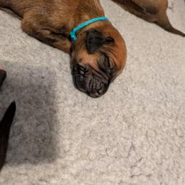 Teal collar girl - Wheaten blk nose female Rhodesian Ridgeback puppy in Middletown, Ohio from Mutare Ridgebacks