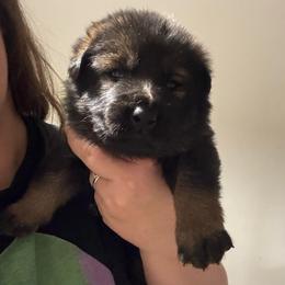 Snickers - Sable female German Shepherd puppy in Salem, Virginia from Vom Kylohaus German Shepherds