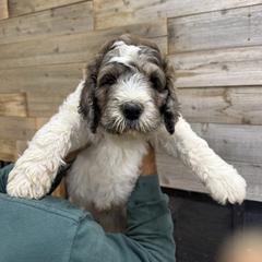 Tanner - Merle male Saint Berdoodle puppy in San Antonio, Texas from Mammoth Doodles