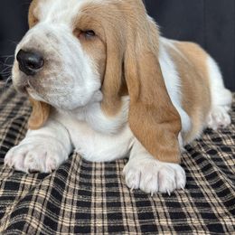 Norman - Red and white Basset Hound puppy in Scottsbluff, Nebraska from On My Way 2U Acres