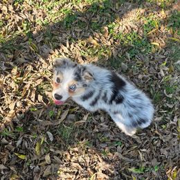 Tony - Blue merle male Miniature Australian Shepherd puppy in Copperas Cove, Texas from Hidden Leaf Aussies