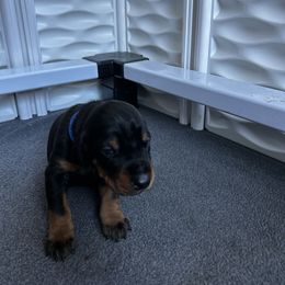 Blue - Black and rust male Doberman Pinscher puppy in Lynn, Michigan from Creekside Dobermans