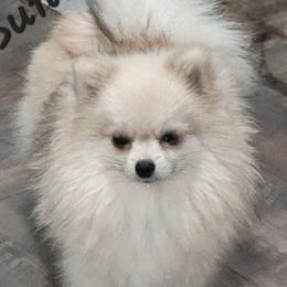 Sunny - Pomeranian