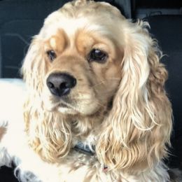 RUGER - Cocker Spaniel