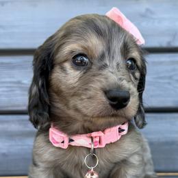 Dachshunds from Liberty Pups by MF Homestead