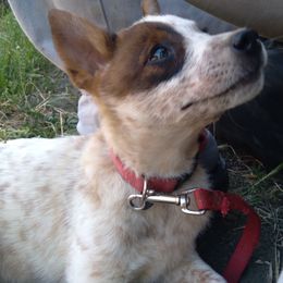 Australian Cattle Dog and Chihuahua Puppies from Cherished Chihuahuas