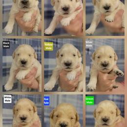 Trudy Male 1 - Golden male Golden Retriever puppy in Wauseon, Ohio from Golden Sunrise Retrievers