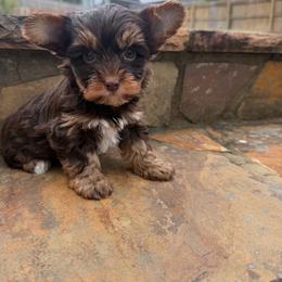 CACAO - Chocolate and tan male Yorkshire Terrier puppy in Smryna, Georgia from Owensons’ Kennel