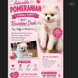 Rainbow dash - White female Pomeranian puppy in Rhode Island from Heartfelt Kennels