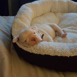 Bulldog and French Bulldog Puppies from Southern Standard Bulldogs