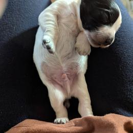 Working home only. Not suitable for pet or companion homes - Blue roan male English Cocker Spaniel puppy in Phillips, Nebraska from Fenloch Gundogs