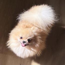 Honey boo - Pomeranian