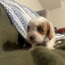 Mimi - Apricot Cavapoo puppy in Santaquin, Utah from Willow & Wag Farm