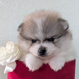Sandy - Wolf sable female Pomeranian puppy in Sacramento, California from MirVit Happy Tails Puppies
