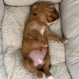 Cavalier King Charles Spaniel puppies from Lori Van Doorn's Cavalier King Charles Spaniel
