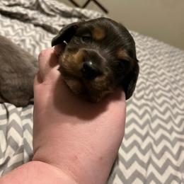 Monty - Red male Dachshund puppy in Gainesville, Florida from Mini Dots Mini Dachshunds