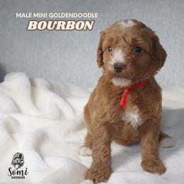 Bourbon - Red  male Goldendoodle puppy in Palmetto Bay, Florida from SOMIDOODLES