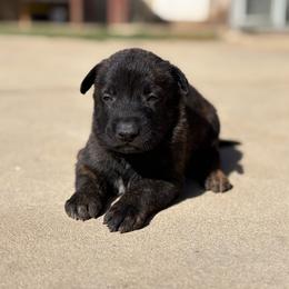 Billy - Black brindle male Dutch Shepherd puppy in San Jose, California from Brandon's Dutch Shepherds