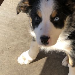 Border Collie Puppies from Burke BC’s