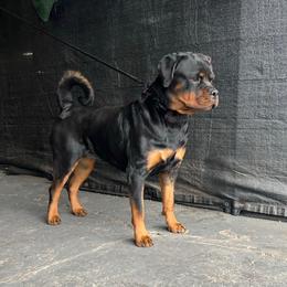 Arya - Rottweiler