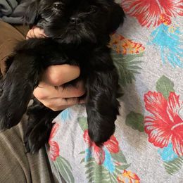 Shih Tzu Puppies from Socal Mother Of Shih Tzus