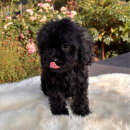 Rocket - Black male Cavapoo puppy in Jackson, California from Oodles & Doodles