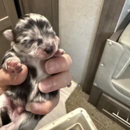 Frankie - Blue merle male Pomeranian puppy in Jackson, New Jersey from Peapod Pomeranians