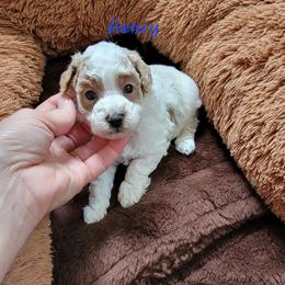Henry - Parti male Poodle puppy in Montrose, Pennsylvania from Tales Of Joy
