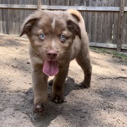 Australian Shepherd and Miniature Australian Shepherd Puppies from Integrity Aussies Tx