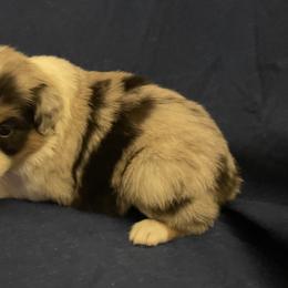 Ryan - Blue merle male Australian Shepherd puppy in Hammond, Louisiana from Gold Ring Australian Shepherds