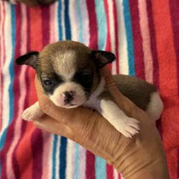Celeste 6,900 - Fawn and white female Chihuahua puppy in Summerfield, Florida from Uey’s Chihuahuas