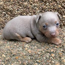Merlin - Silver and white male Teddy Roosevelt Terrier puppy in Gadsden, Alabama from Rich Cat’s