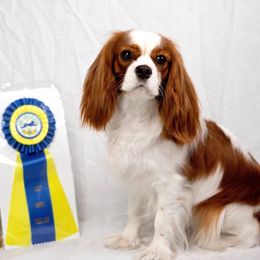 Poppy - Cavalier King Charles Spaniel