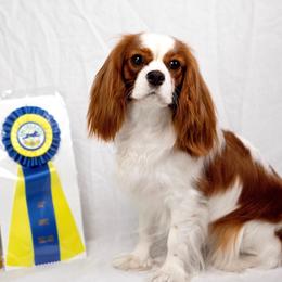 Poppy - Cavalier King Charles Spaniel