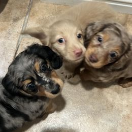 Dachshund Puppies from M & L Doxies