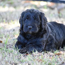 Goldendoodle puppies from A Golden Summer