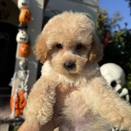 Girl 2 - Apricot female Poodle puppy in San Diego, California from Goldendoodles & Poodles of San Diego