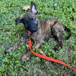 Dutch Shepherd Puppies from Oak Creek K9