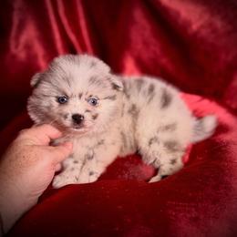 Ellowen micro teacup, will be 4-6lbs - Merle female Pomsky puppy in Perkins, Oklahoma from A-Dream Pomsky Kennel